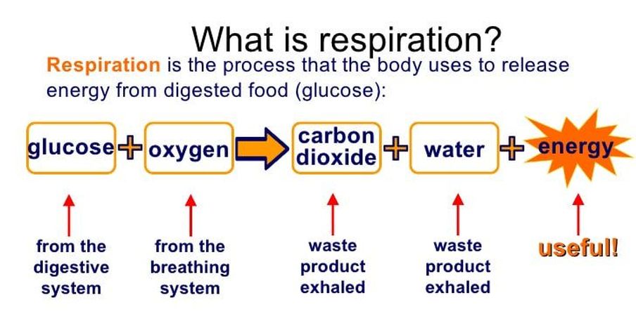 Flow Chart Of Respiration In Humans